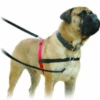 Company Of Animals Halti Harness Large -Pet Supplies Store 0002444 company of animals halti harness large 600