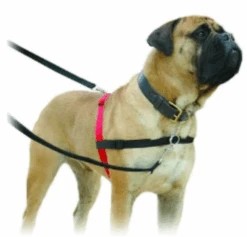 Company Of Animals Halti Harness Large