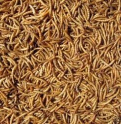 Mealworms 5kg