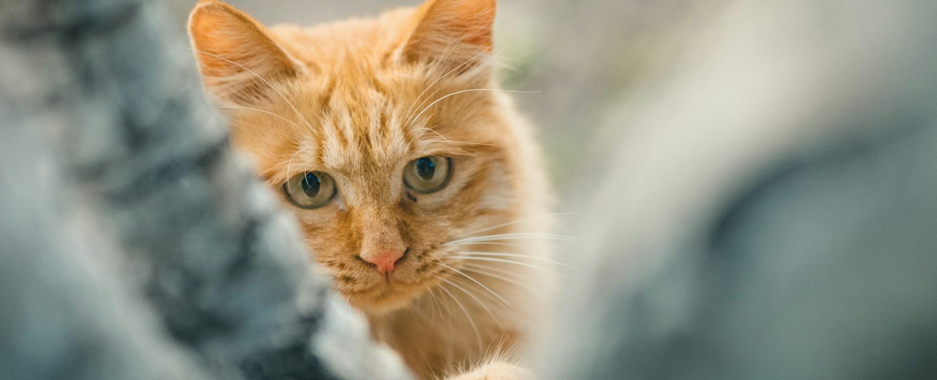 Pet Supplies Store -Pet Supplies Store zhang kaiyv b1dteOArV3Q unsplash