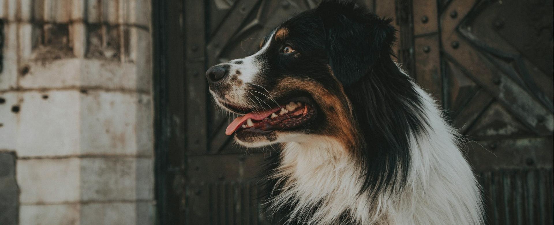 Pet Supplies Store -Pet Supplies Store zuzanna bak AWnoc6QiKs4 unsplash